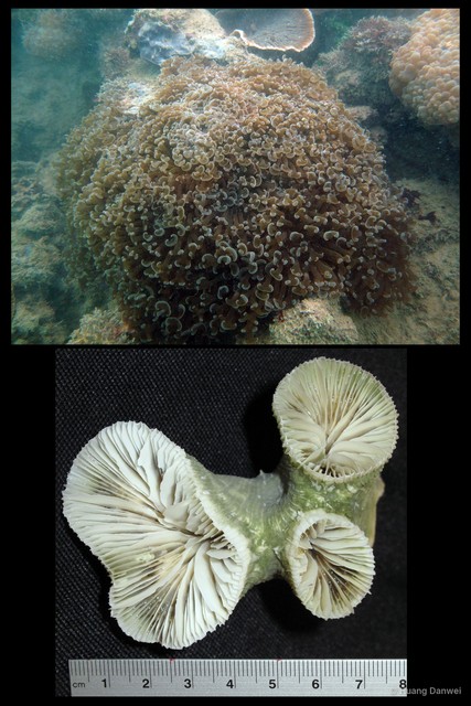 Fimbriaphyllia paraancora • © Huang Danwei • All Rights Reserved