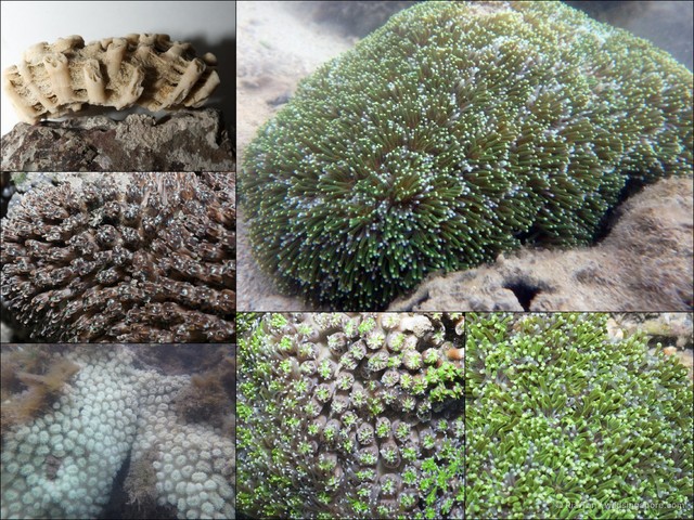 Galaxea sp. "40870301" • © Ria Tan • All Rights Reserved