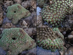 Galaxea fascicularis