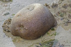 Faviidae sp. "9"