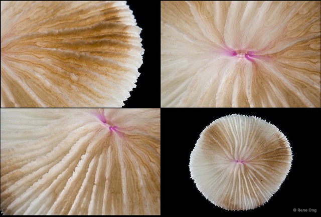 Fungiidae sp. "Mushroom coral 1" • © Rene Ong • All Rights Reserved