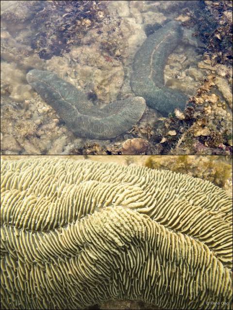 Fungiidae sp. "Mushroom coral 2" • © Rene Ong • All Rights Reserved