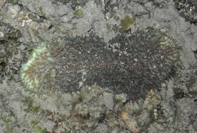 Fungiidae sp. "Mushroom coral 3" • © Rene Ong • All Rights Reserved