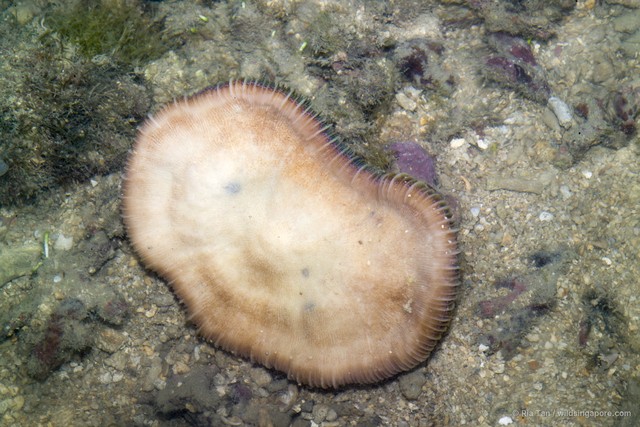 Fungia sp. "4087030a" • © Ria Tan • All Rights Reserved
