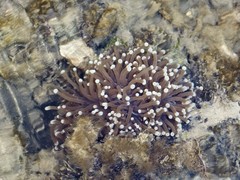 Heliofungia actiniformis • © Rene Ong • All Rights Reserved