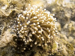 Heliofungia actiniformis • © Rene Ong • All Rights Reserved