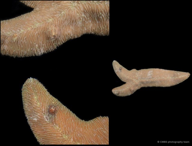 Herpolitha sp. "SS-4404" • © CMBS photography team • All Rights Reserved