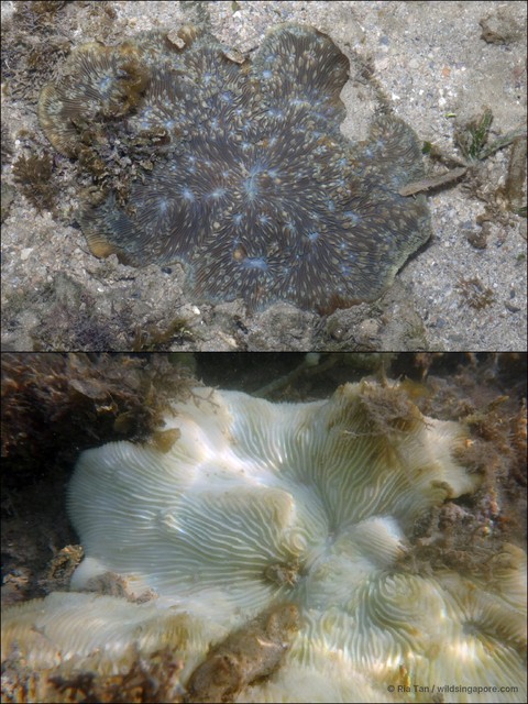 Lithophyllon undulatum • © Ria Tan • All Rights Reserved