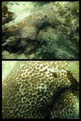 Leptastrea purpurea • © Huang Danwei • All Rights Reserved
