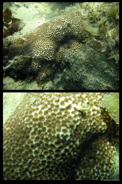 Leptastrea purpurea • © Huang Danwei • All Rights Reserved