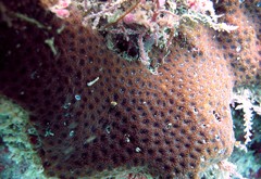 Leptastrea purpurea • © REL • All Rights Reserved