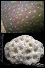 Acanthastrea echinata • © Huang Danwei • All Rights Reserved