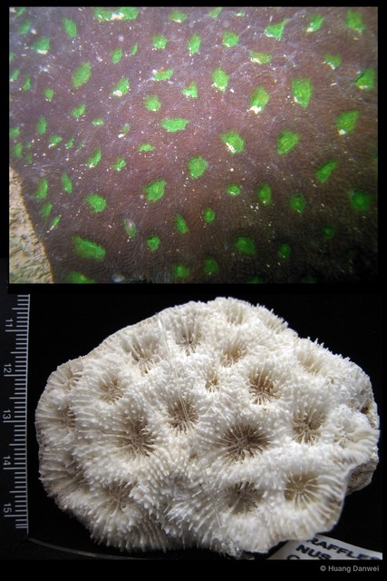 Acanthastrea echinata • © Huang Danwei • All Rights Reserved