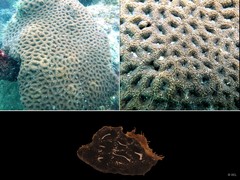 Acanthastrea echinata • © REL • All Rights Reserved