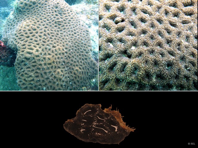 Acanthastrea echinata