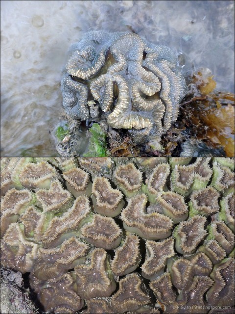Lobophyllia sp. "40870319" • © Ria Tan • All Rights Reserved