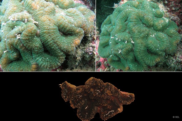 Lobophyllia radians • © REL • All Rights Reserved