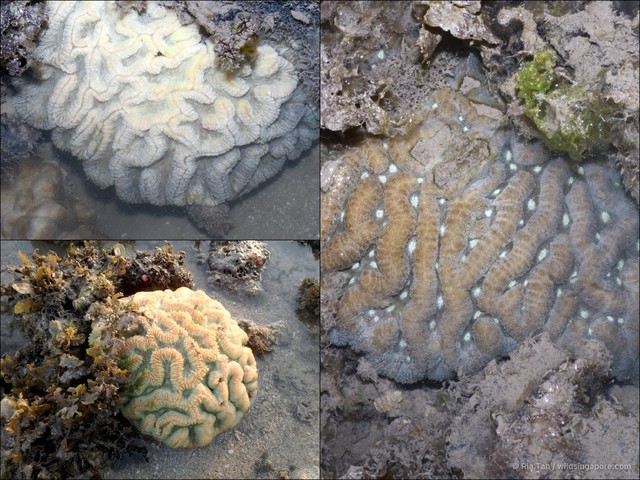 Symphyllia sp. "4087031c" • © Ria Tan • All Rights Reserved