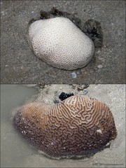 Merulinidae sp. "9"