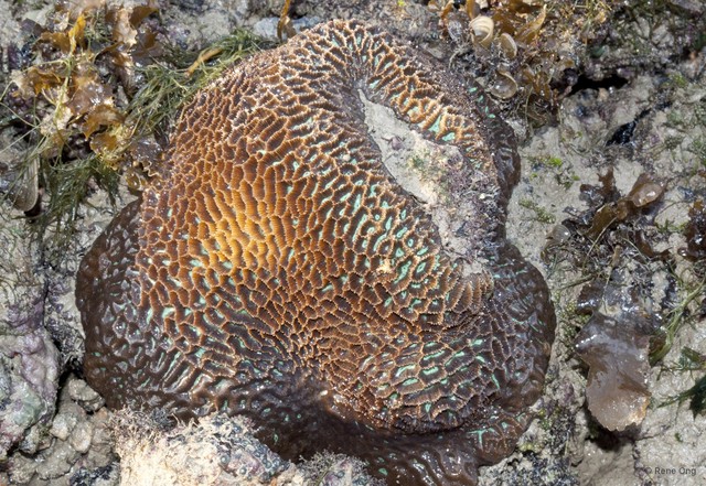 Merulinidae sp. "Favid coral 1" • © Rene Ong • All Rights Reserved