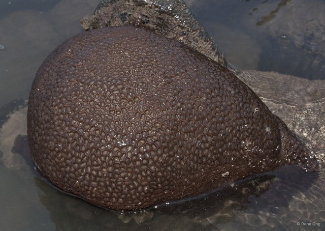 Merulinidae sp. "Favid coral 2" • © Rene Ong • All Rights Reserved