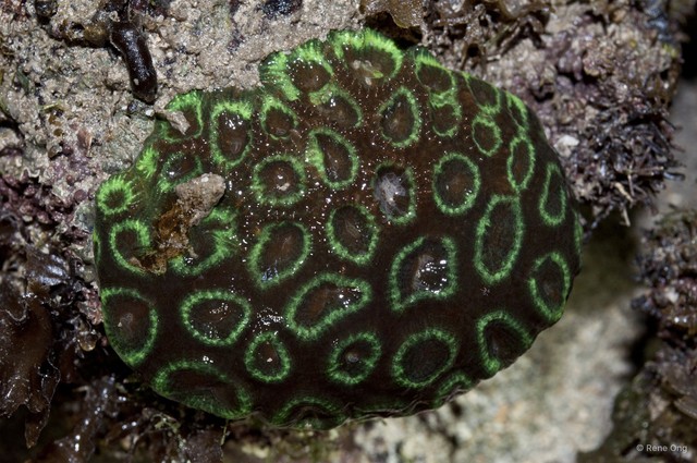 Merulinidae sp. "Favid coral 3" • © Rene Ong • All Rights Reserved