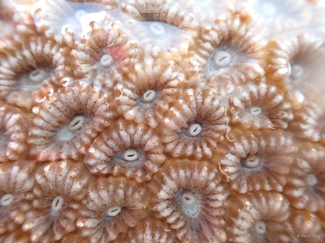 Merulinidae sp. "Favid coral 4" • © Rene Ong • All Rights Reserved