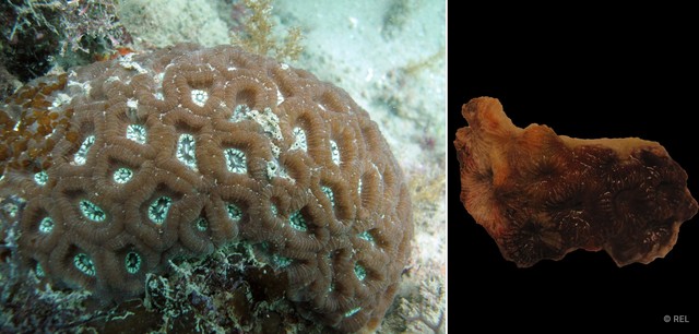 Astraeosmilia maxima