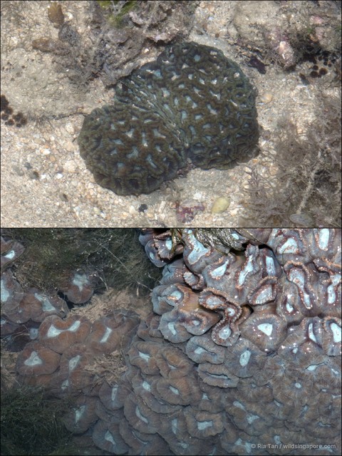 Caulastraea sp. "40870343" • © Ria Tan • All Rights Reserved