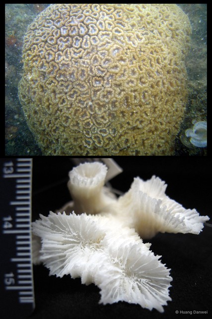 Caulastraea echinulata • © Huang Danwei • All Rights Reserved