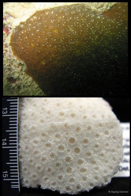 Cyphastrea chalcidicum • © Huang Danwei • All Rights Reserved
