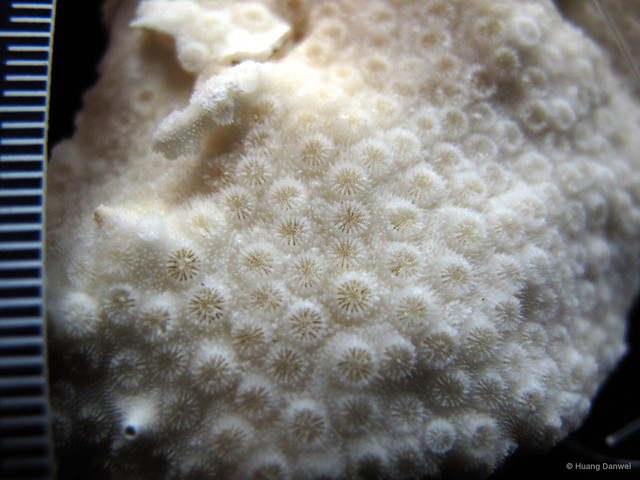 Cyphastrea microphthalma • © Huang Danwei • All Rights Reserved