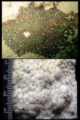 Cyphastrea serailia
