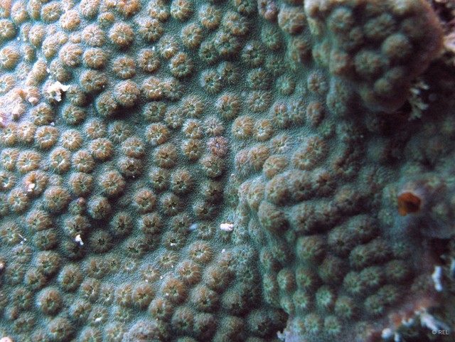 Cyphastrea serailia