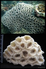 Dipsastraea favus • © Huang Danwei • All Rights Reserved