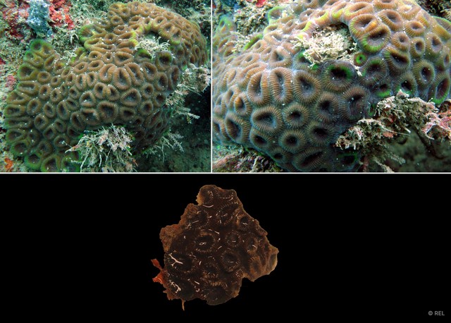 Dipsastraea favus