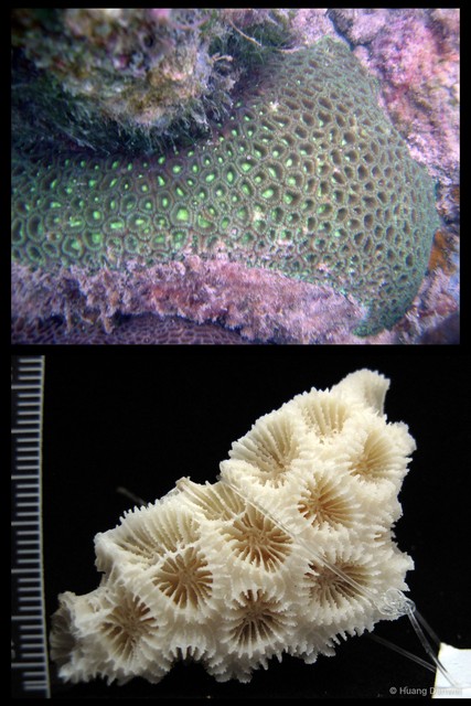 Dipsastraea lizardensis • © Huang Danwei • All Rights Reserved