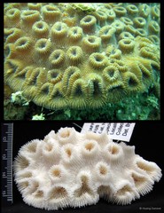 Dipsastraea mirabilis (Yabe & Sugiyama, 1941)