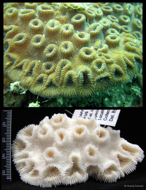 Dipsastraea mirabilis • © Huang Danwei • All Rights Reserved