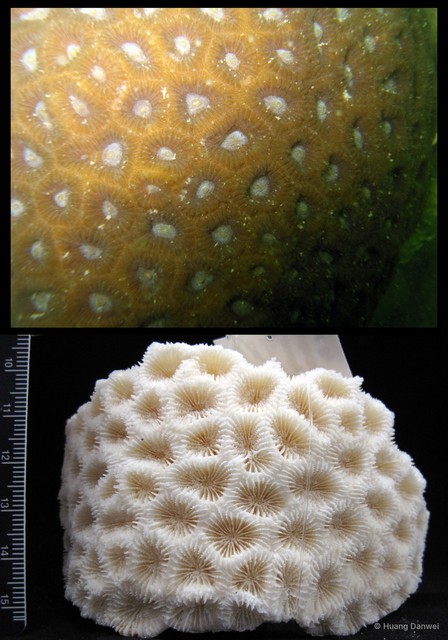 Dipsastraea pallida • © Huang Danwei • All Rights Reserved