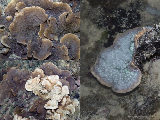 Echinopora sp. "40870349" • © Ria Tan • All Rights Reserved