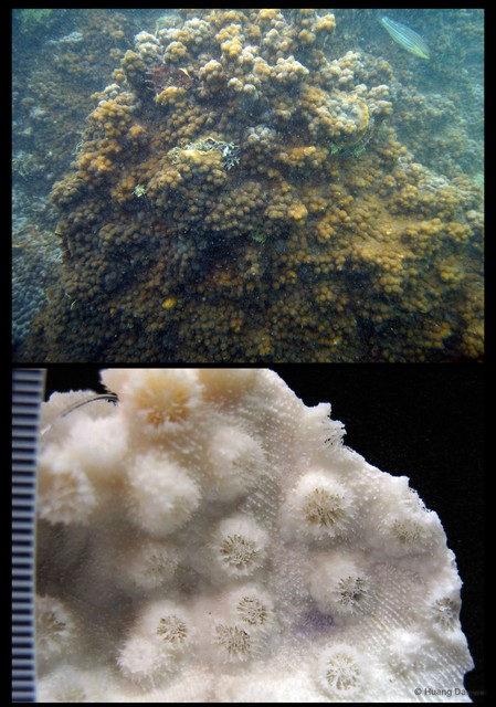 Echinopora gemmacea • © Huang Danwei • All Rights Reserved