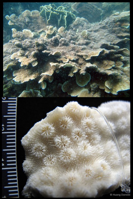 Echinopora lamellosa • © Huang Danwei • All Rights Reserved