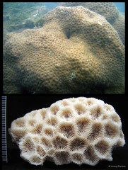 Favites complanata (Ehrenberg, 1834)