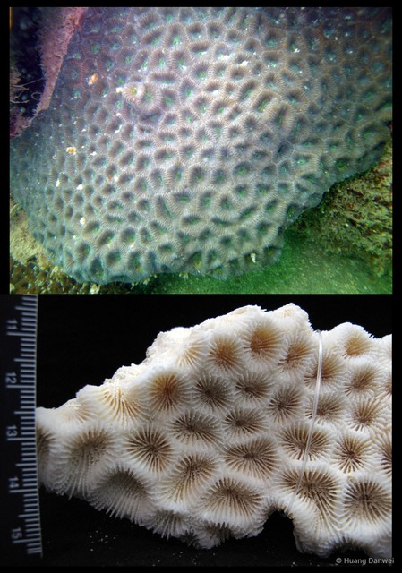 Favites halicora • © Huang Danwei • All Rights Reserved