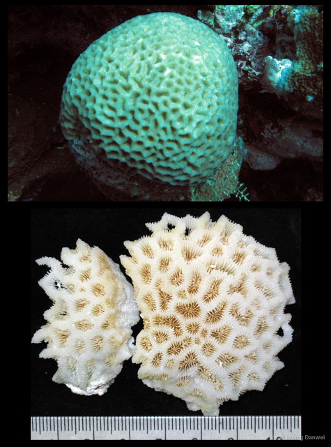 Goniastrea favulus • © Huang Danwei • All Rights Reserved