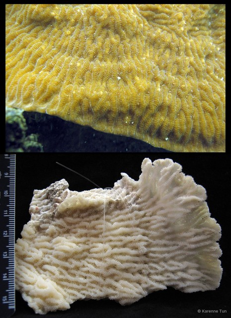 Merulina ampliata • © Karenne Tun • All Rights Reserved