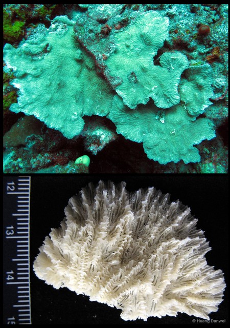 Merulina scabricula • © Huang Danwei • All Rights Reserved