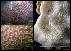 Oulophyllia bennettae • © Huang Danwei • All Rights Reserved