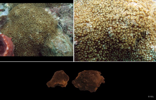Oulophyllia bennettae